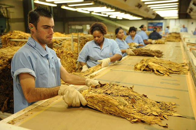 Roucos e sufocados: a indústria do cigarro está viva, e matando